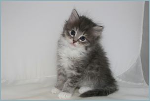 Male Siberian Kitten from Deedlebug Siberians